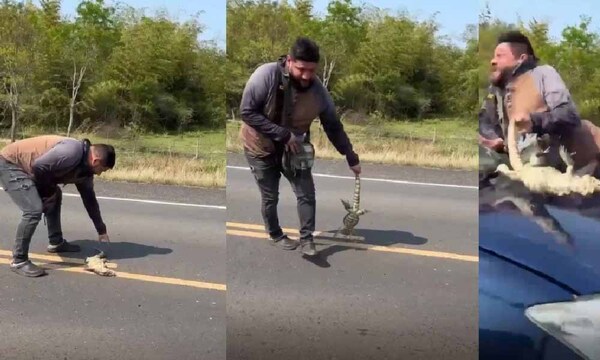 Quiso rescatar un lagarto y fue atropellado – Prensa 5