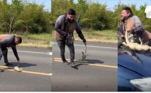 Fue arrollado cuando intentaba salvar un lagarto que estaba en la ruta