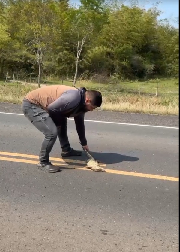 Intentó rescatar a un lagarto herido en medio de la ruta y fue atropellado - Unicanal