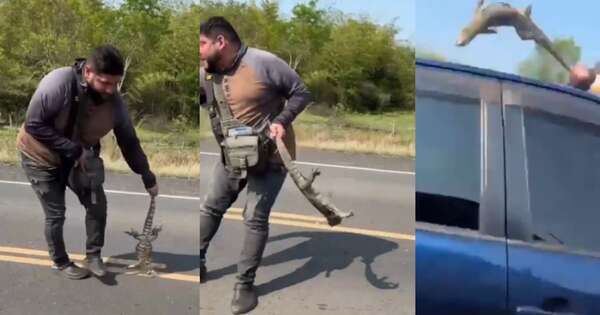 Diario HOY | Intentó salvar a un teju que estaba en la ruta y acabó siendo atropellado
