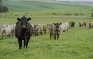 Abigeatos afectan gravemente a productores de Paso Horqueta