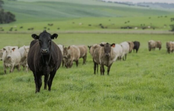 Abigeatos afectan gravemente a productores de Paso Horqueta