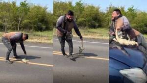 ¡Terrible! Por salvar a un lagarto, lo atropellaron y se rompió todo: “tiene lesiones cerebrales”