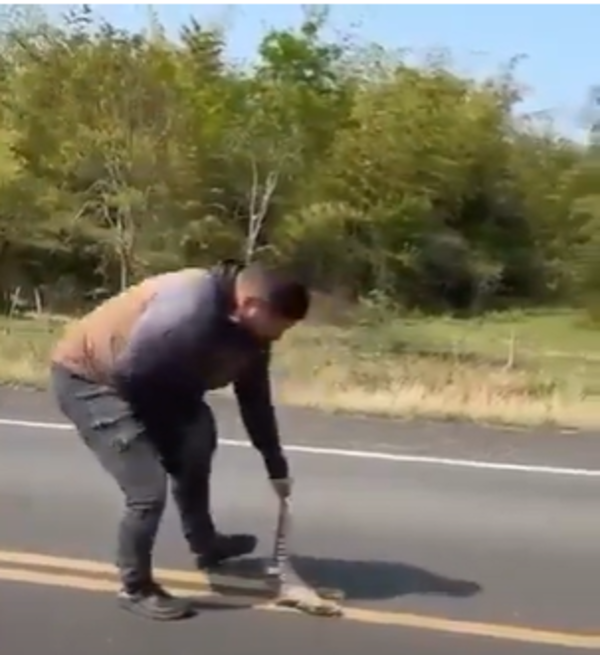 Hombre fue atropellado mientras intentaba rescatar a un lagarto
