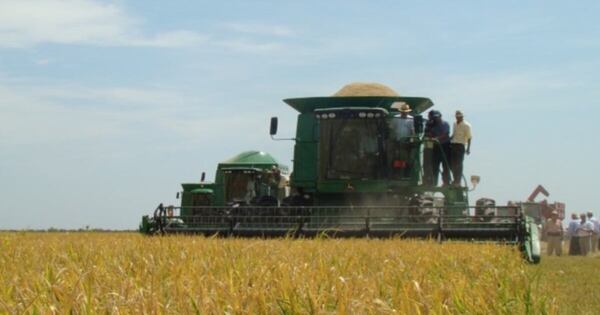 La Nación / Productores analizan sembrar sorgo antes que maíz debido a la aparición de la “cigarrita”