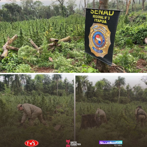 SENAD Y MINISTERIO PÚBLICO ERRADICAN 6 HECTÁREAS DE CULTIVOS DE MARIHUANA EN EL PARQUE NACIONAL SAN RAFAEL - TVS