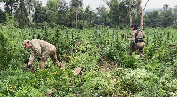 Destruyen más de 6 hectáreas de marihuana en San Rafael del Paraná