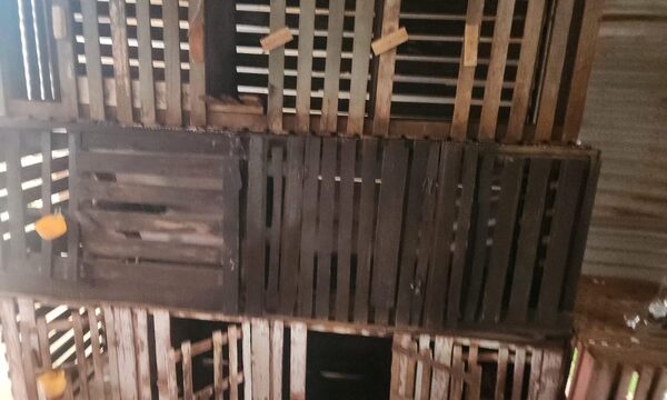 Allanan casa donde se hacía riña de gallos y detienen a un hombre