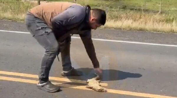 (VIDEO). Caso lagarto: “Es sedado y registra varias fracturas a nivel cerebral”