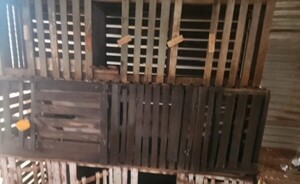 Allanan vivienda por riña de gallos y detienen a un docente