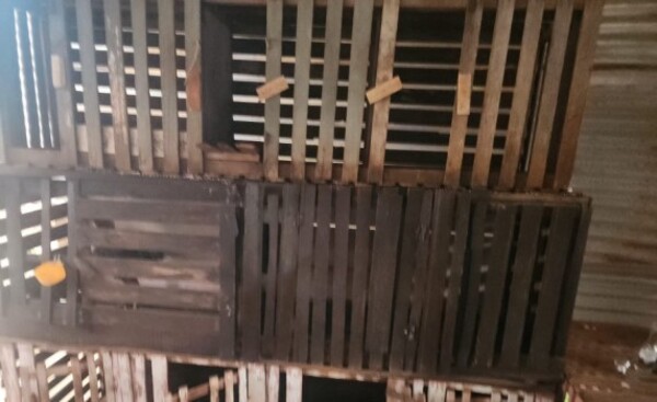 Allanan vivienda por riña de gallos y detienen a un docente