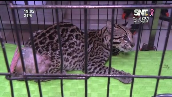 Un ejemplar de ocelote fue atropellado - SNT