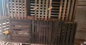 Diario HOY | Docente es detenido tras allanamiento en su vivienda por riña de gallos