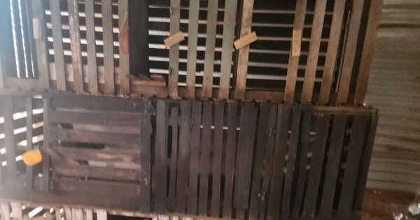 Diario HOY | Docente es detenido tras allanamiento en su vivienda por riña de gallos
