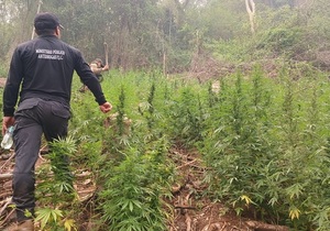 SENAD desmantela estructura de producción y acopio de marihuana en Zanja Pytã