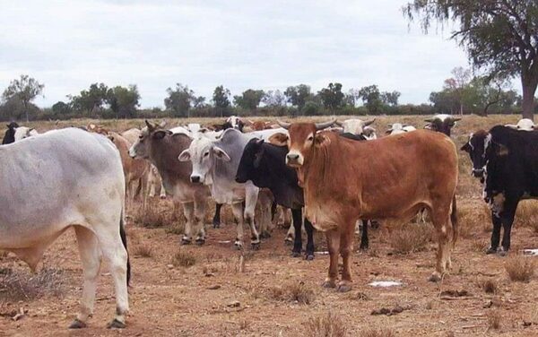 Cae levemente la faena y exportación de carne vacuna en setiembre