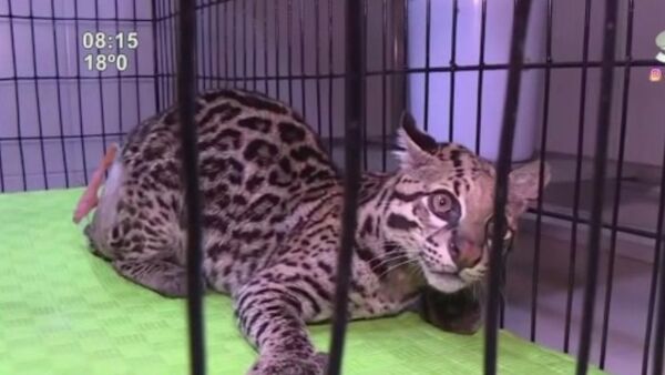 Un ejemplar de ocelote fue atropellado - SNT