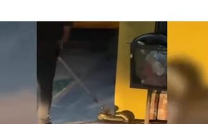 Serpientes coparon zonas urbanas y bomberos los rescataron