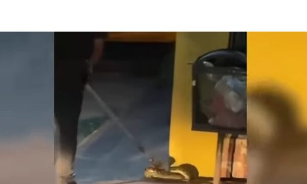 Serpientes coparon zonas urbanas y bomberos los rescataron