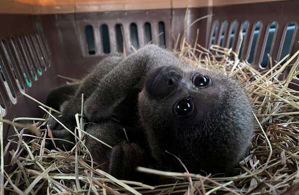 Rescatan a una cría de mono apartada de su hábitat natural para ser mascota en Colombia - Mascotas - ABC Color