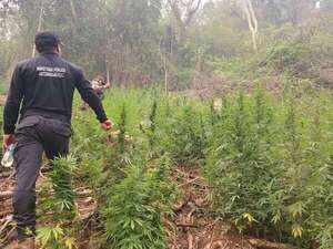 Desmantelan una estructura de producción y acopio de marihuana en Amambay - Policiales - ABC Color