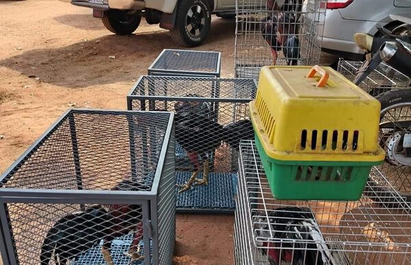 Gallos de pelea fueron rescatados de una vivienda donde se organizaban riñas