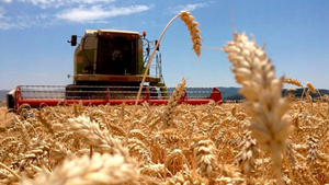 Paraguay se prepara para una cosecha récord de trigo y apunta a la industrialización