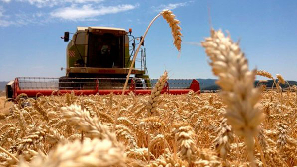 Paraguay se prepara para una cosecha récord de trigo y apunta a la industrialización