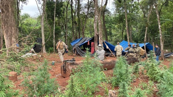 SENAD DESMANTELA NARCOCULTIVOS Y PROTEGE EL CORAZÓN VERDE DE ITAPÚA - Itapúa Noticias