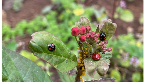 Descubren nueve especies de mariquitas y dos especies invasoras en las Islas Galápagos