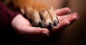 Diario HOY | Procesan a un hombre acusado de abusar de su perro