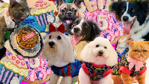 Emprendimientos pet-friendly: perros y gatos impulsan la demanda de productos personalizados