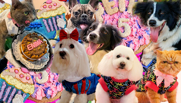 Emprendimientos pet-friendly: perros y gatos impulsan la demanda de productos personalizados