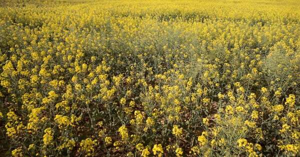 La Nación / Canola: cultivo estrella de invierno crece, con un futuro prometedor