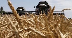 Diario HOY | Molineros proyectan cosecha récord de trigo: 1,4 millones de toneladas