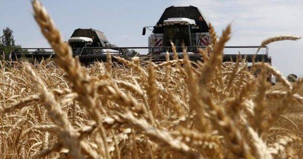 Diario HOY | Molineros proyectan cosecha récord de trigo: 1,4 millones de toneladas