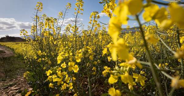 La Nación / Canola: el cultivo estrella de invierno sigue creciendo y tiene un futuro prometedor