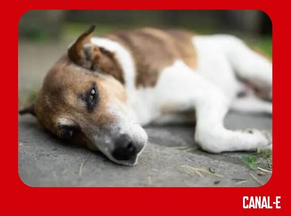 SEÑOR ABUSABA DE SU PERRO TODAS LA NOCHES