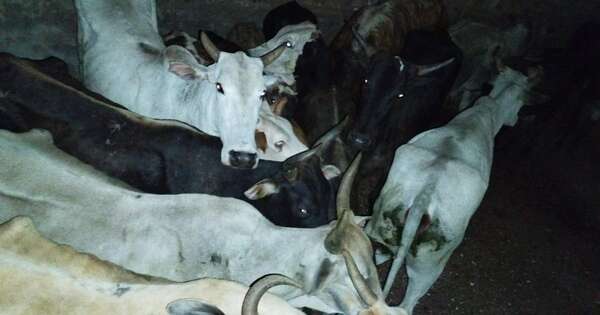 Diario HOY | Agentes logran recuperar 21 vacas robadas en Caazapá