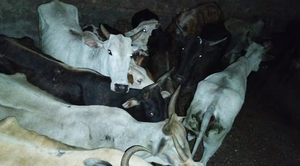 Recuperan 21 vacas que fueron robadas en Caazapá - Noticiero Paraguay