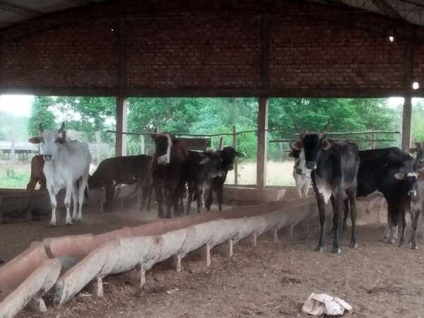 Vacunos robados en Caazapá son recuperados en Alto Paraná - Nacionales - ABC Color
