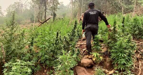 Diario HOY | Eliminan 680 toneladas de marihuana en Canindeyú