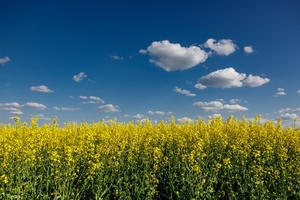 Canola: el cultivo estrella de invierno sigue creciendo y tiene un futuro prometedor