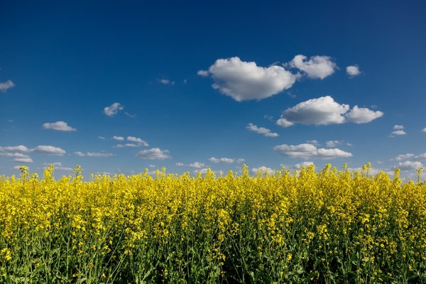 Canola: el cultivo estrella de invierno sigue creciendo y tiene un futuro prometedor