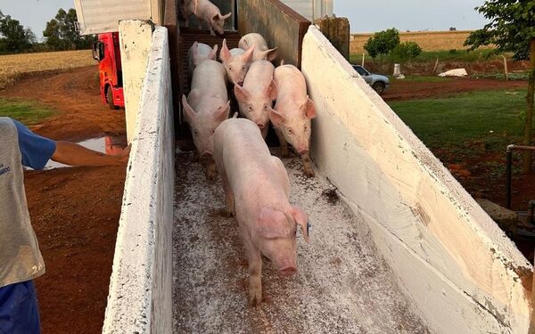 Granja de Alto Paraná recibe 181 cerdos importados del Brasil