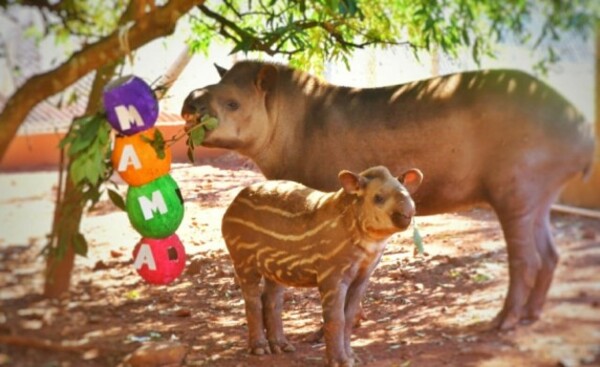 Día Mundial de los Animales: Itaipu se compromete a conservar fauna