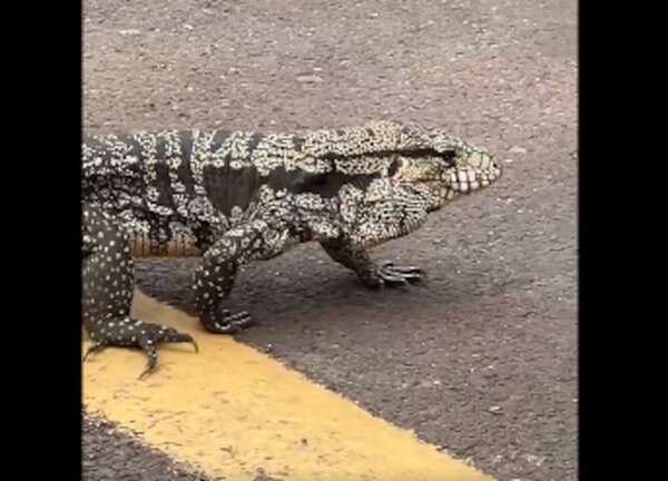 Video: captan a un lindo ejemplar de teju en el Parque Guasú - Nacionales - ABC Color