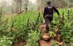 Golpe al narcotráfico: eliminan 680 toneladas de marihuana