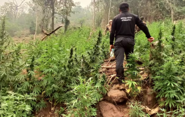Golpe al narcotráfico: eliminan 680 toneladas de marihuana