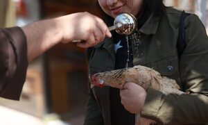 (GALERIA) ¡Gallinas, loros, conejos y perros recibieron bendición!